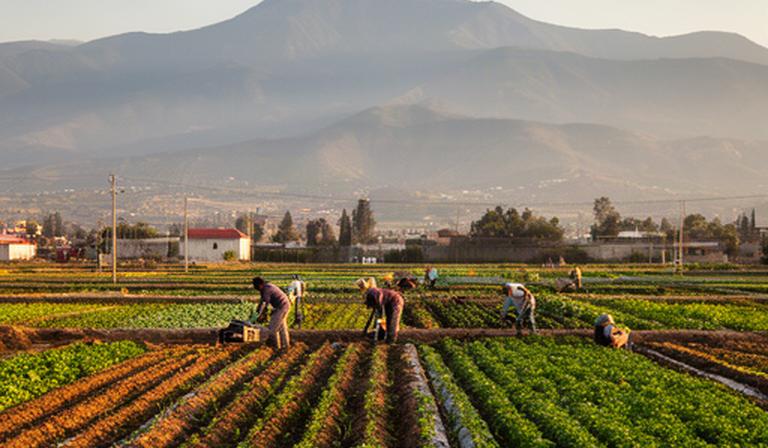 Parcelas agrícolas en las afueras de Cholula con trabajadores y montañas al fondo